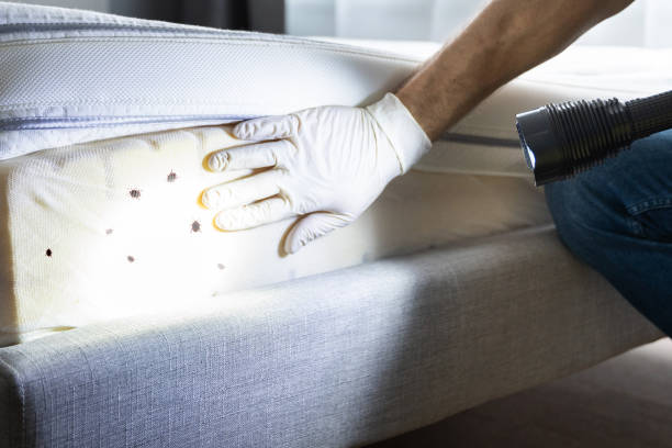 Reliable North Highlands, CA Pest Control Solutions