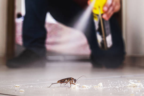 Best Wasp Removal Services  in North Highlands, CA